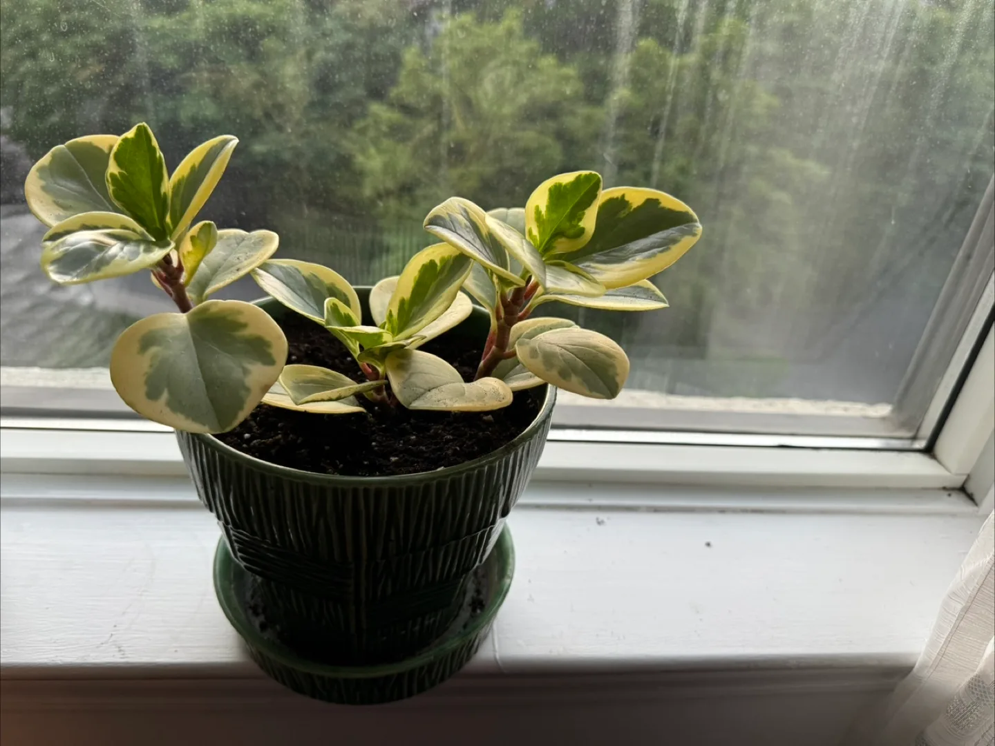 Peperomia Obtusifolia Variegata in Green Pot thumbnail