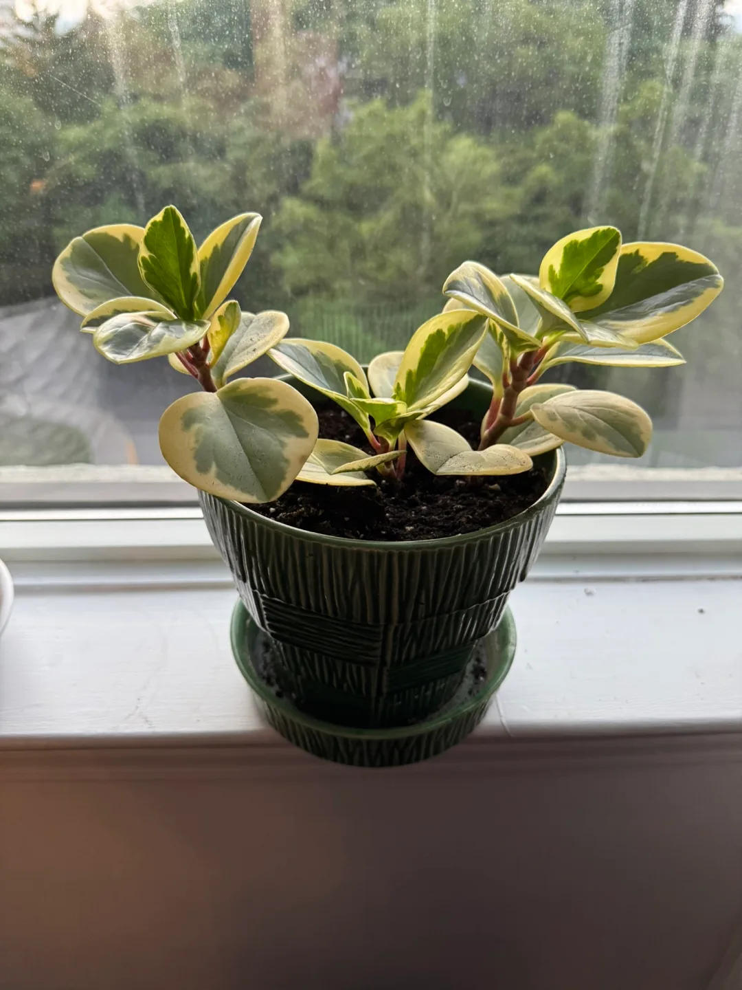 Peperomia Obtusifolia Variegata in Green Pot image indicator(2)