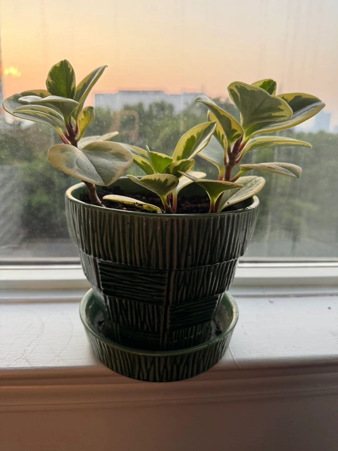 Peperomia Obtusifolia Variegata in Green Pot image indicator(3)