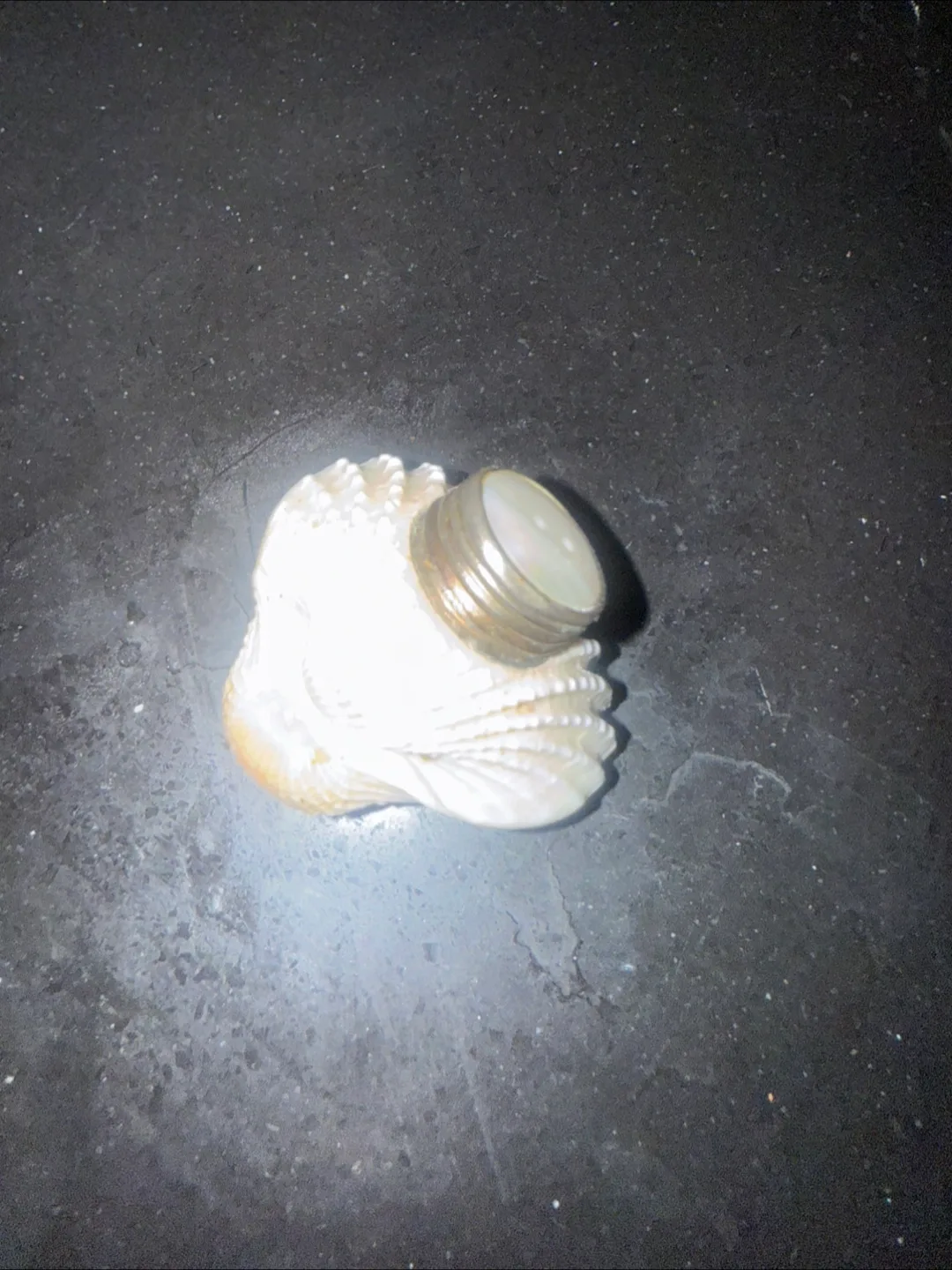 Decorative Shell salt shaker 🇨🇦 image indicator(2)