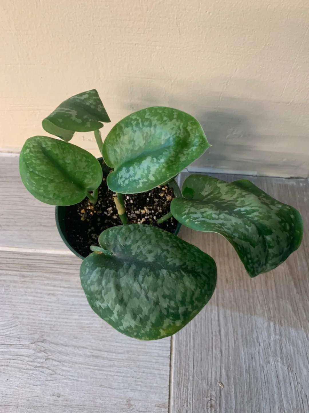 Beautiful healthy house plants thumbnail