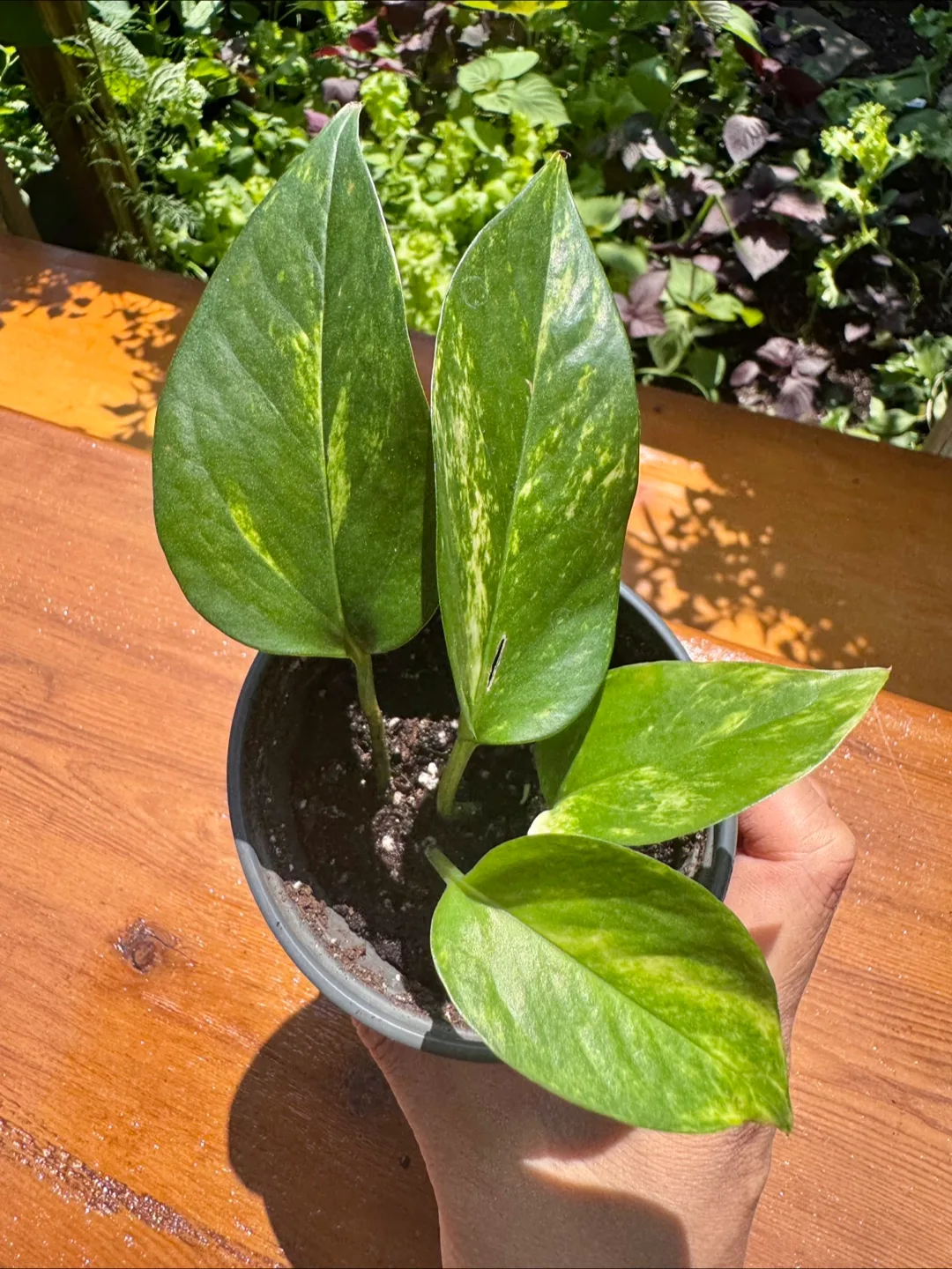 Pothos - A thumbnail
