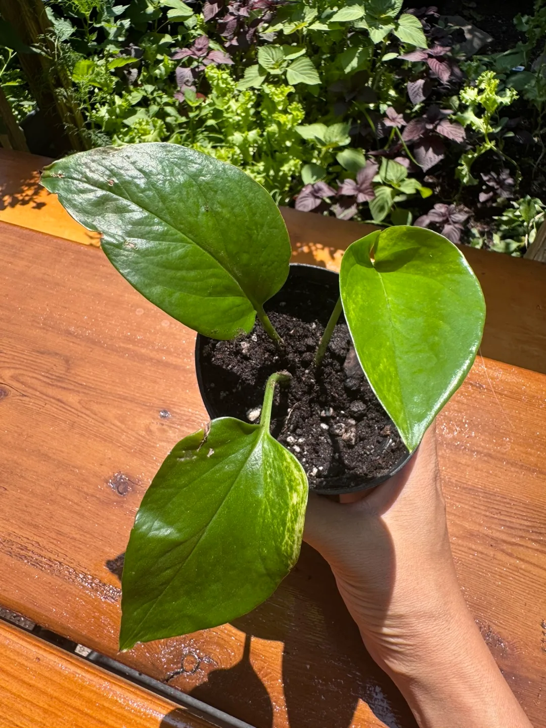 Pothos - B thumbnail