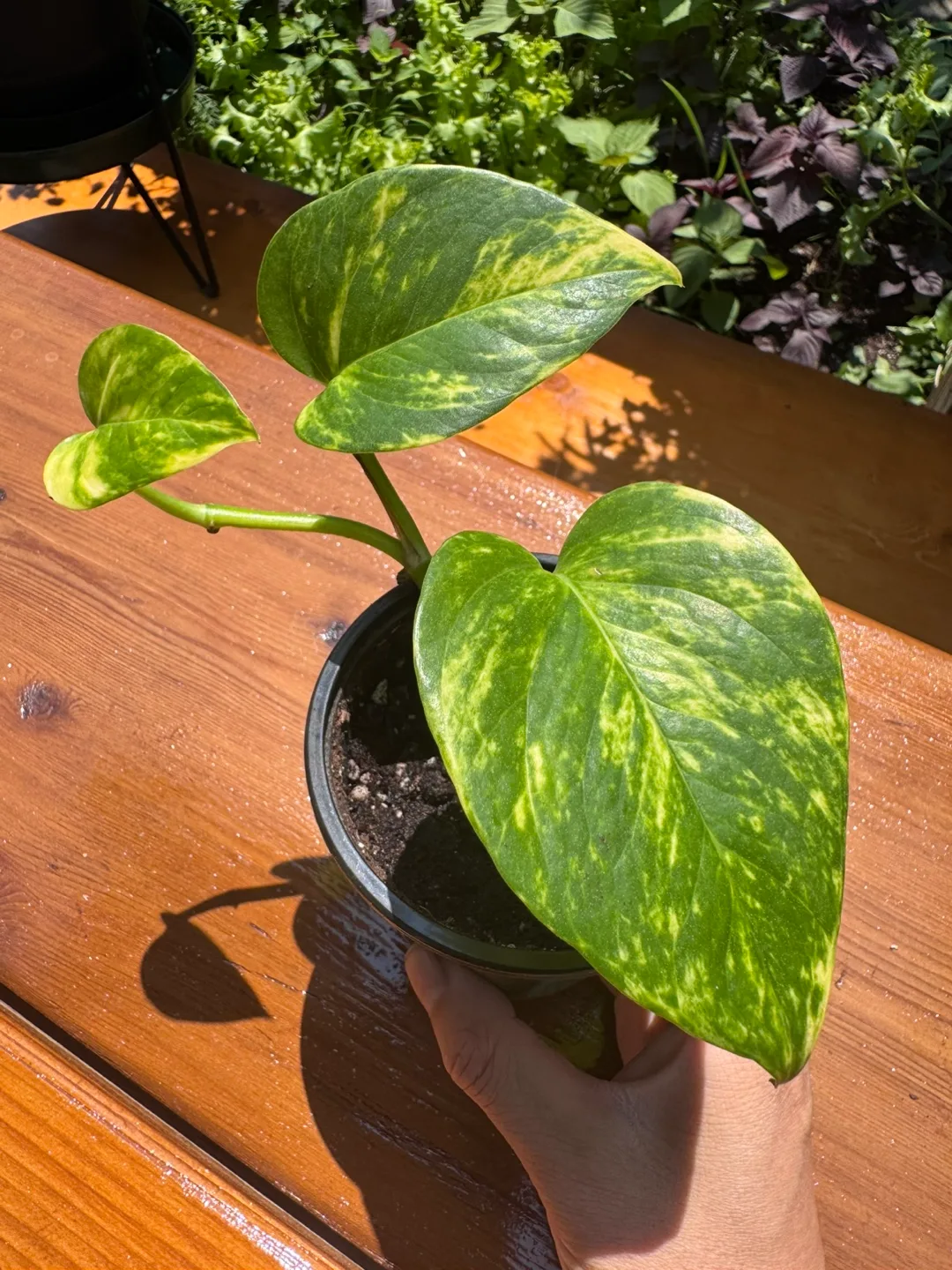 Pothos - C thumbnail