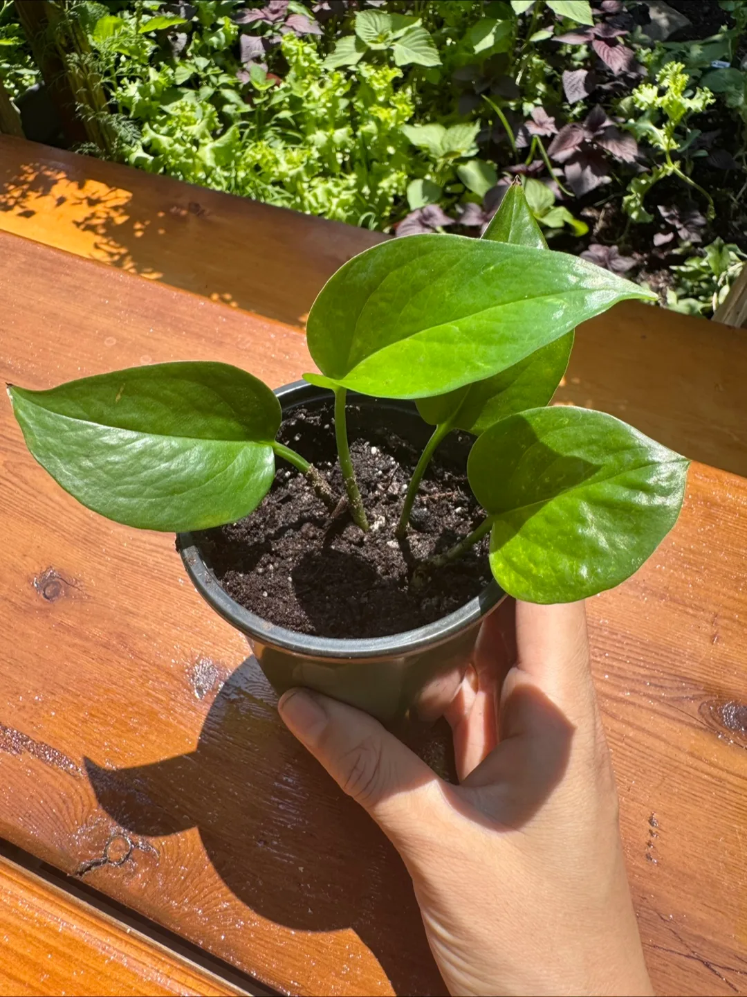 Pothos - E thumbnail