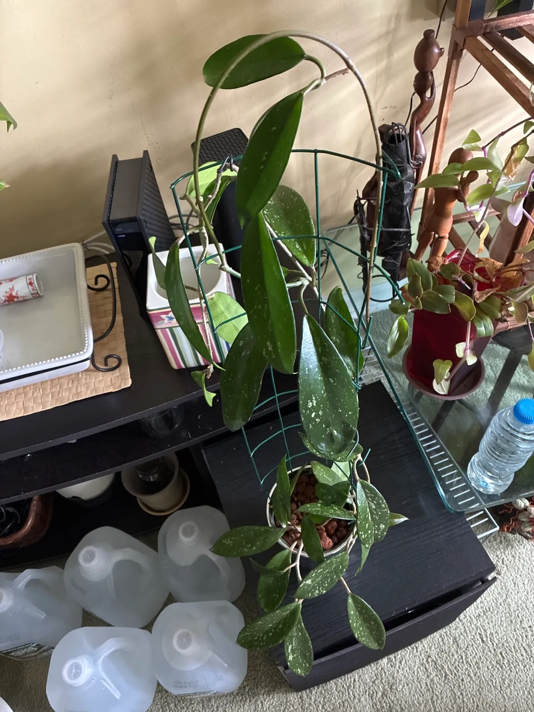 Hoya pubicalyx splash Plant with Trellis thumbnail