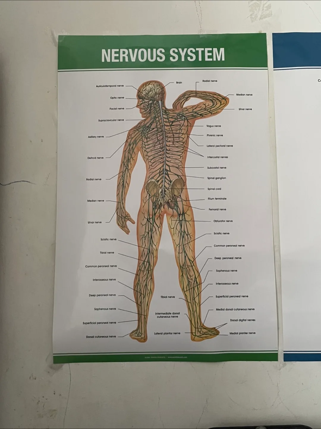 Nervous System Labeled Poster thumbnail