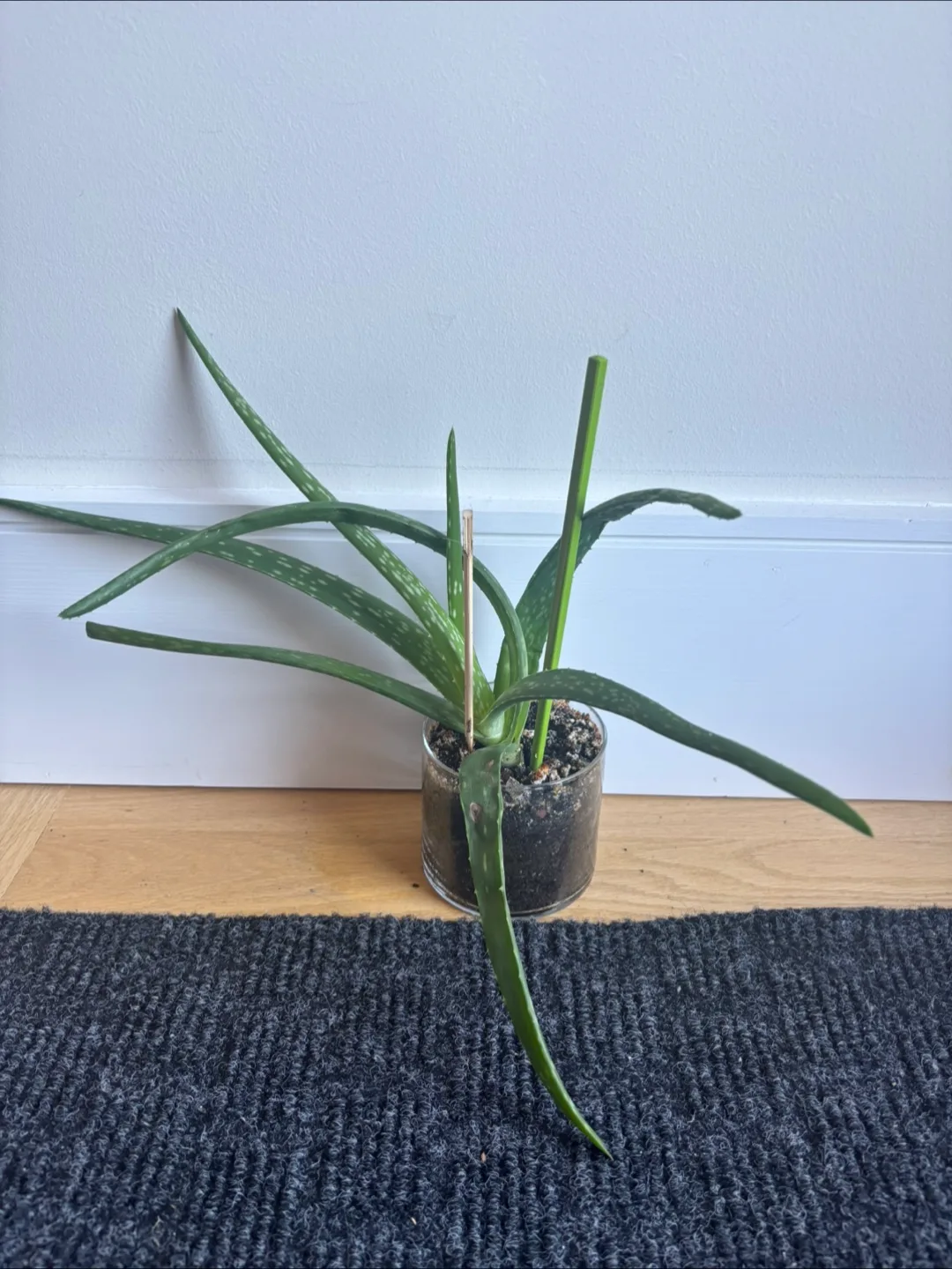Aloe Vera Plant thumbnail