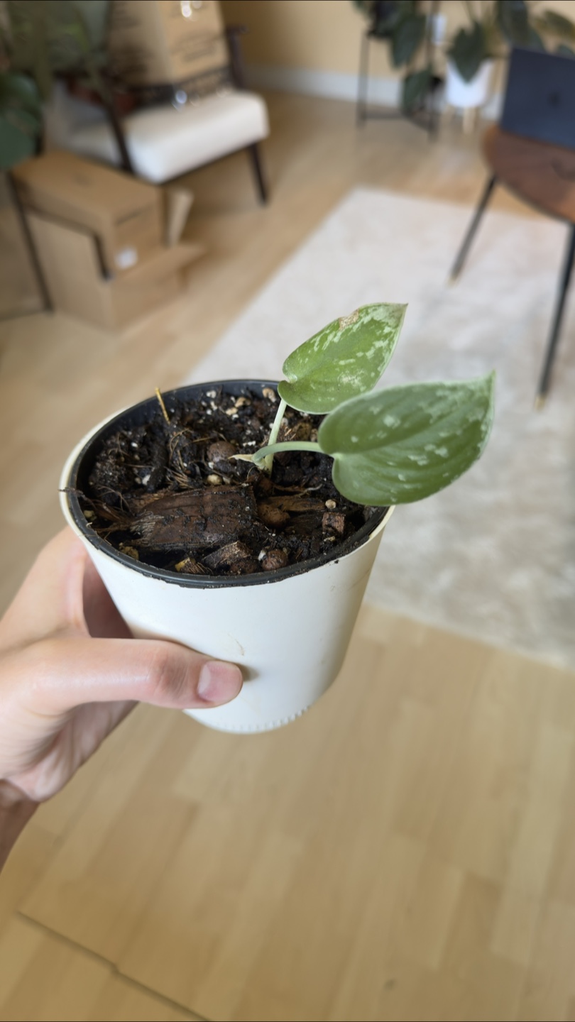 Potted Silver Pothos Plant