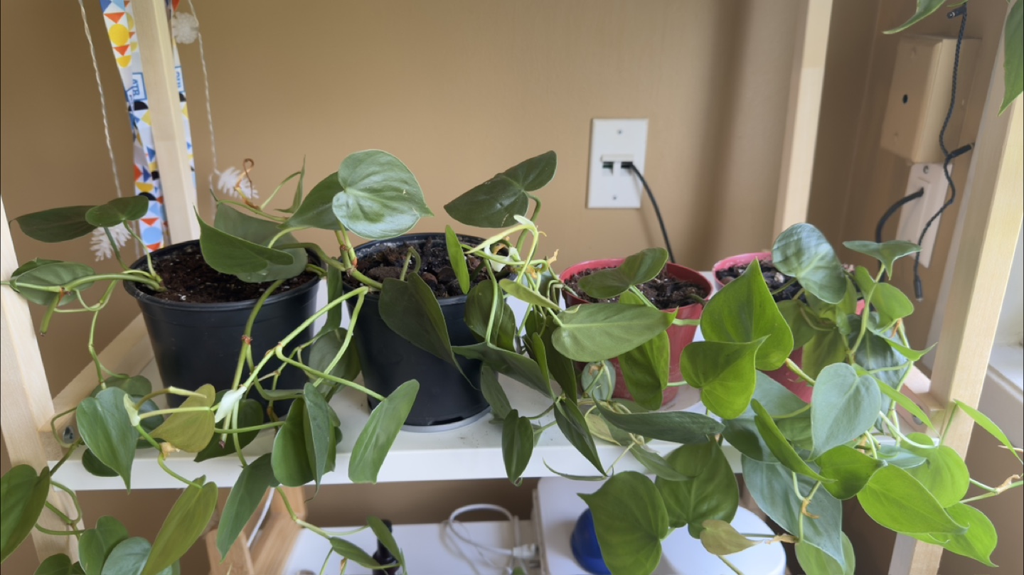 Potted Heartleaf Philodendron Plant