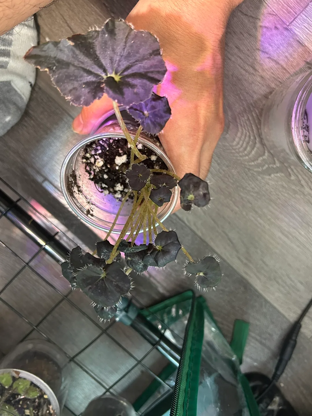 Begonia black mamaba thumbnail