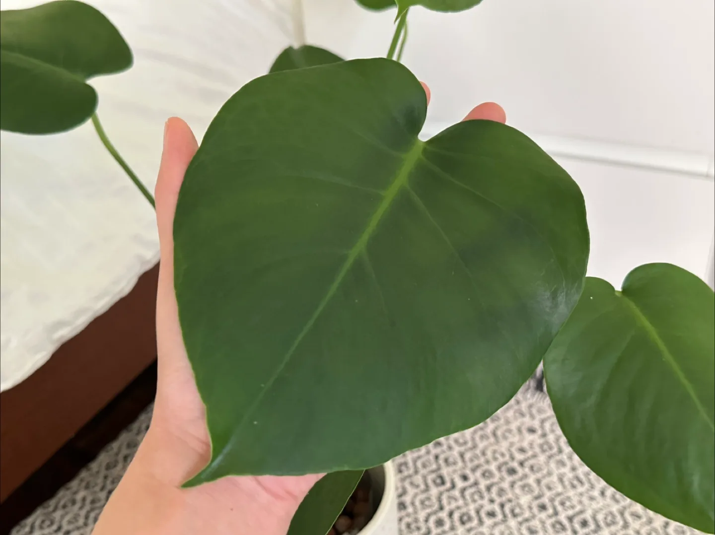Monstera Plant (Largest Leaf: 20 cm) image indicator(3)