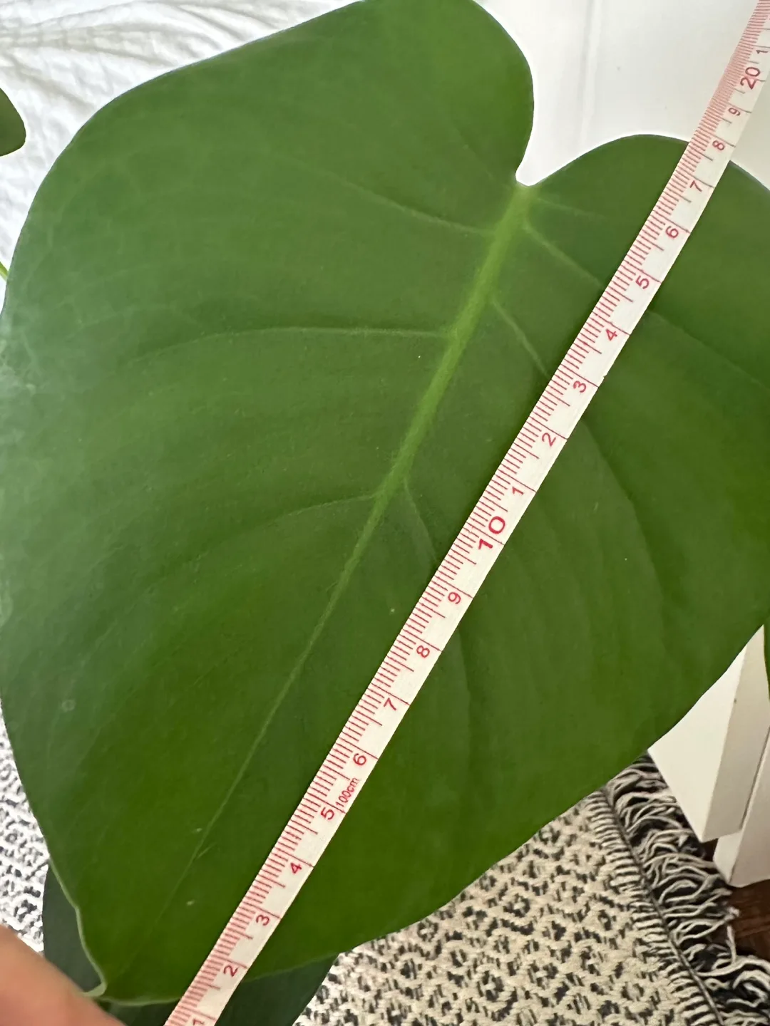 Monstera Plant (Largest Leaf: 20 cm) image indicator(4)