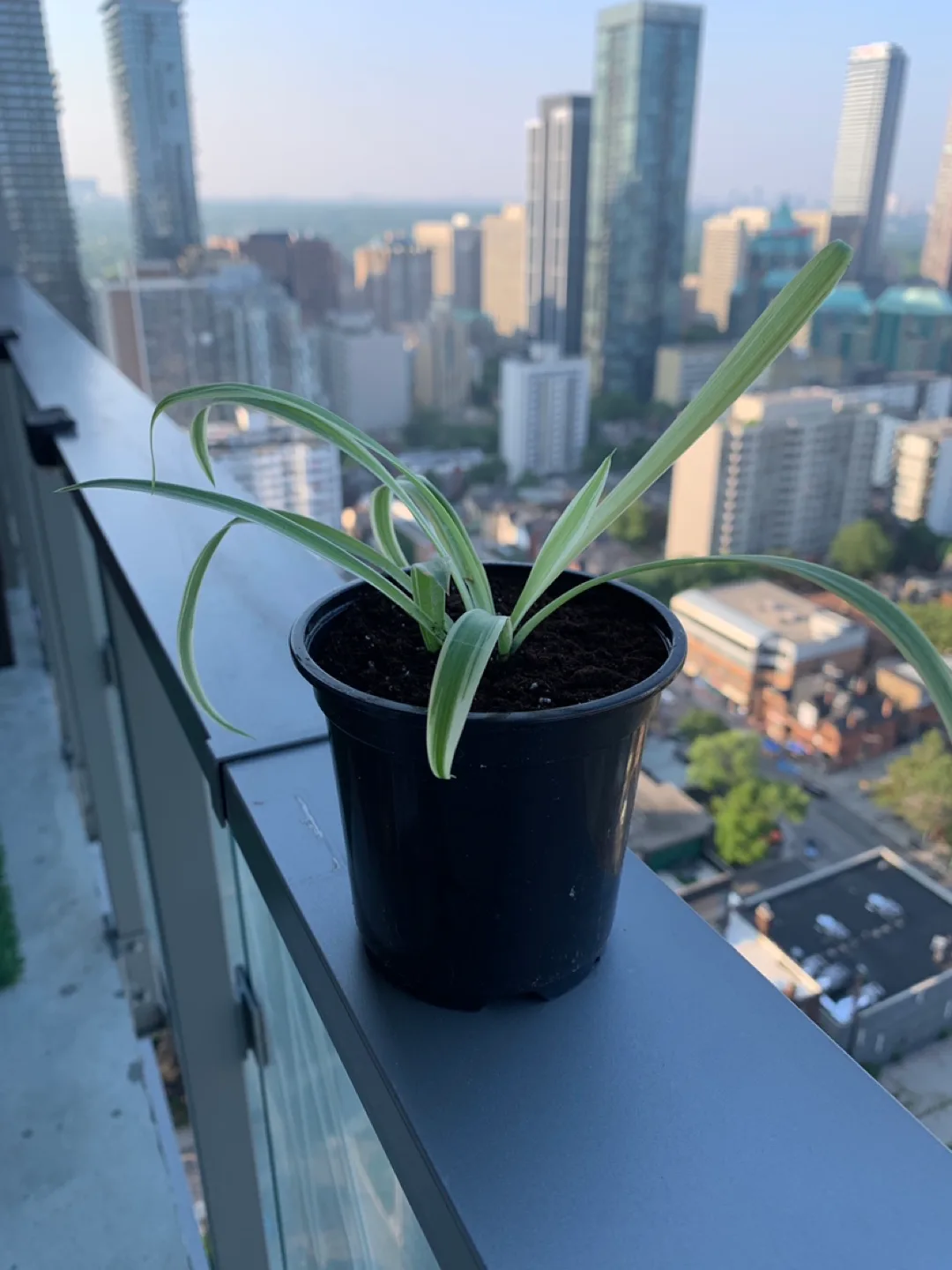 ‼️MOVING SALE‼️ Growing Spider Plant (plant 2) or 2 for $5 thumbnail