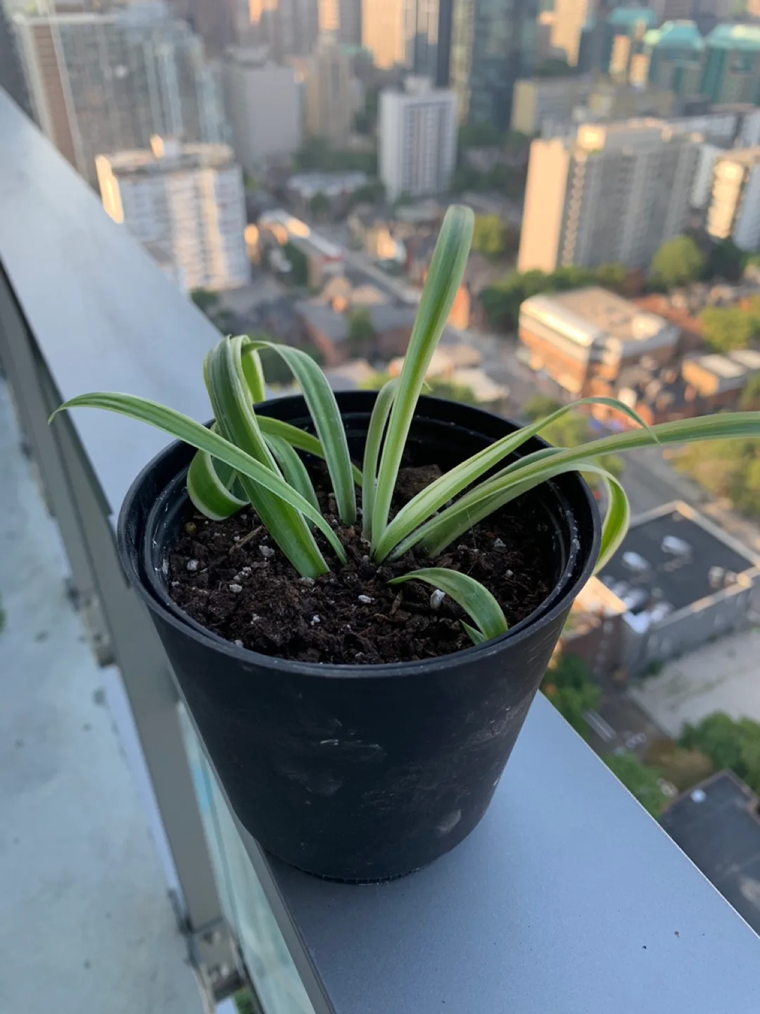 ��‼️MOVING SALE‼️ Growing spider plant (plant 1) or 2 for $5 thumbnail