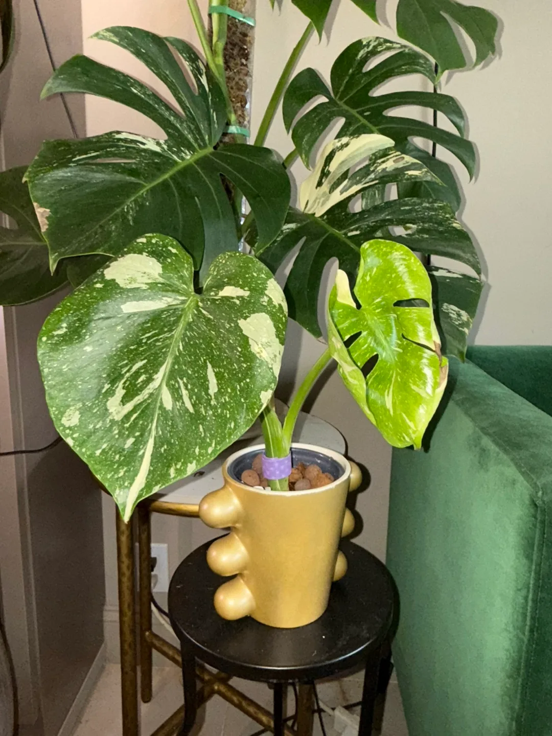 Monstera Thai Constellation Plant thumbnail