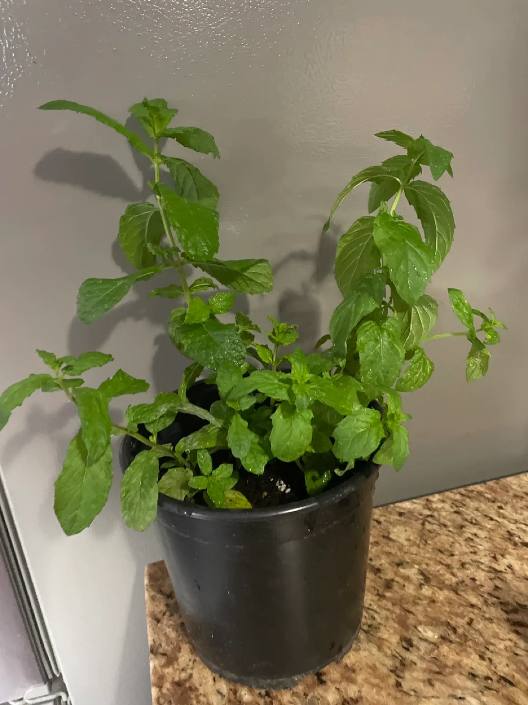 Fresh Mint Plant in a pot thumbnail