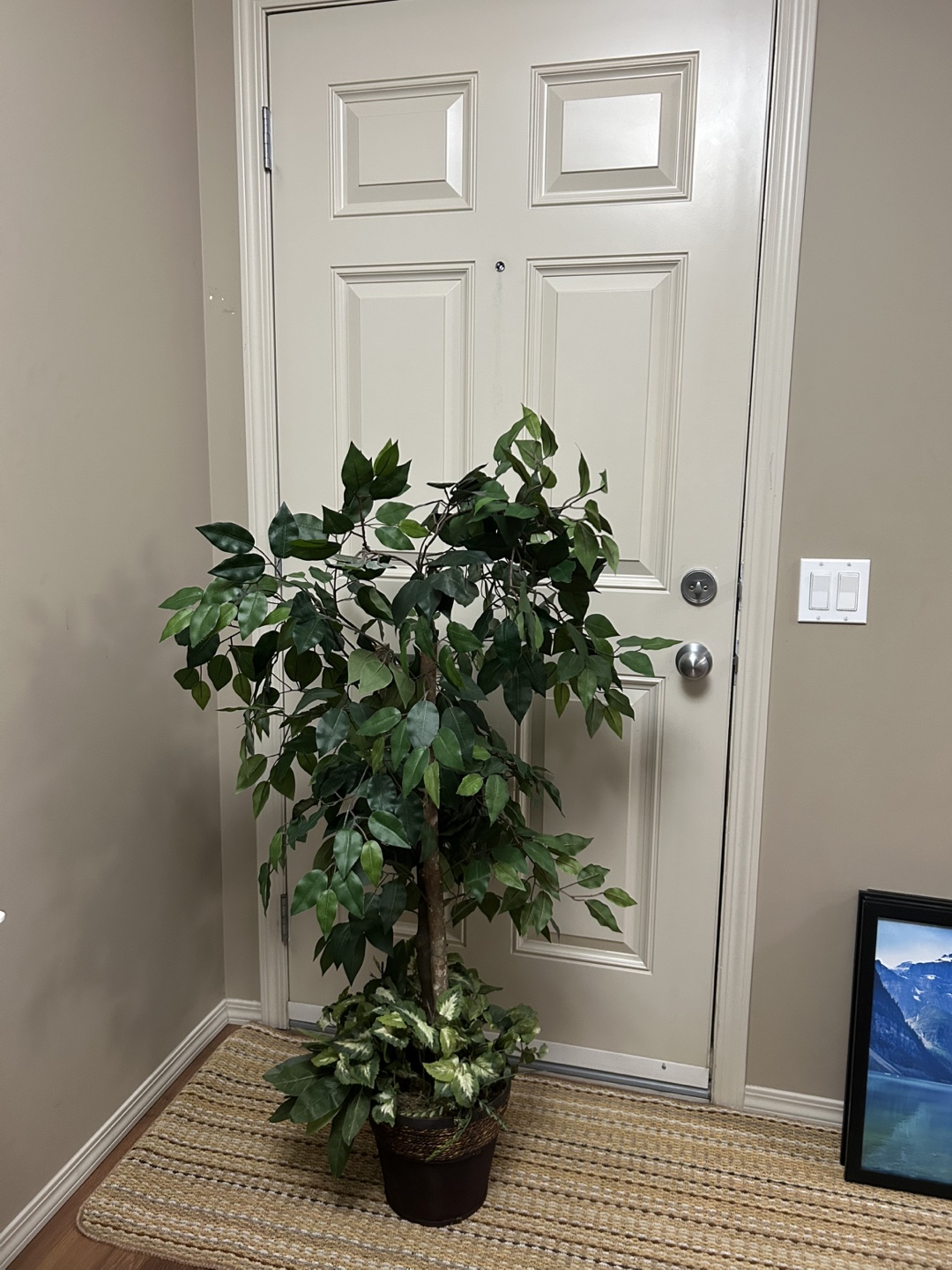 Artificial Ficus Tree in Pot - photo 2