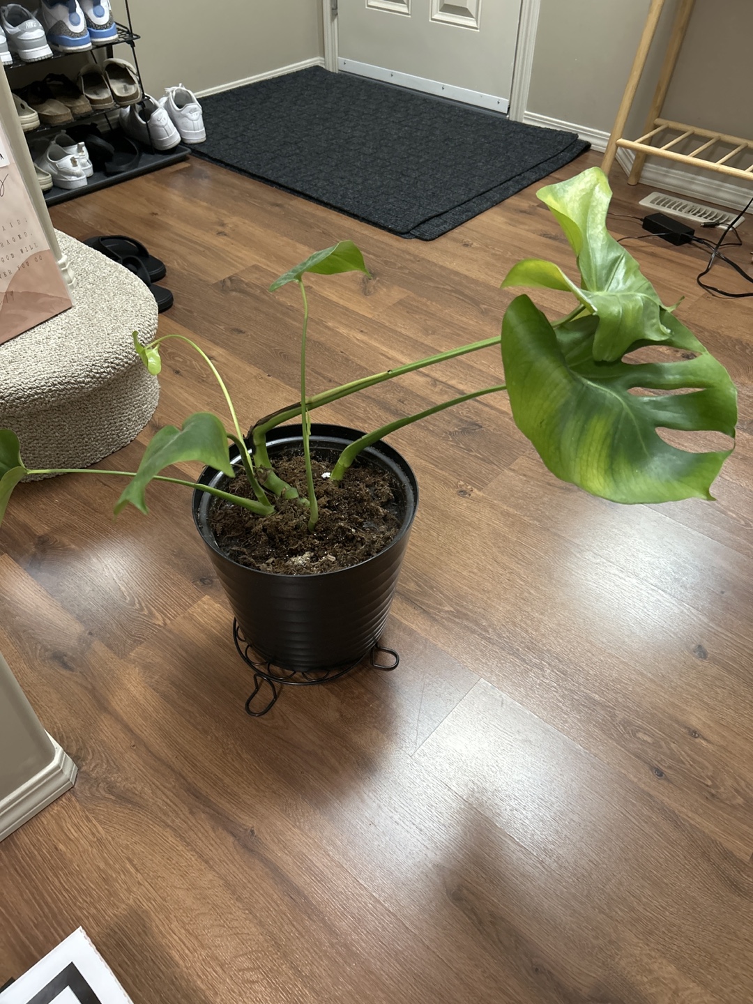 FREE Monstera Plant need TLC