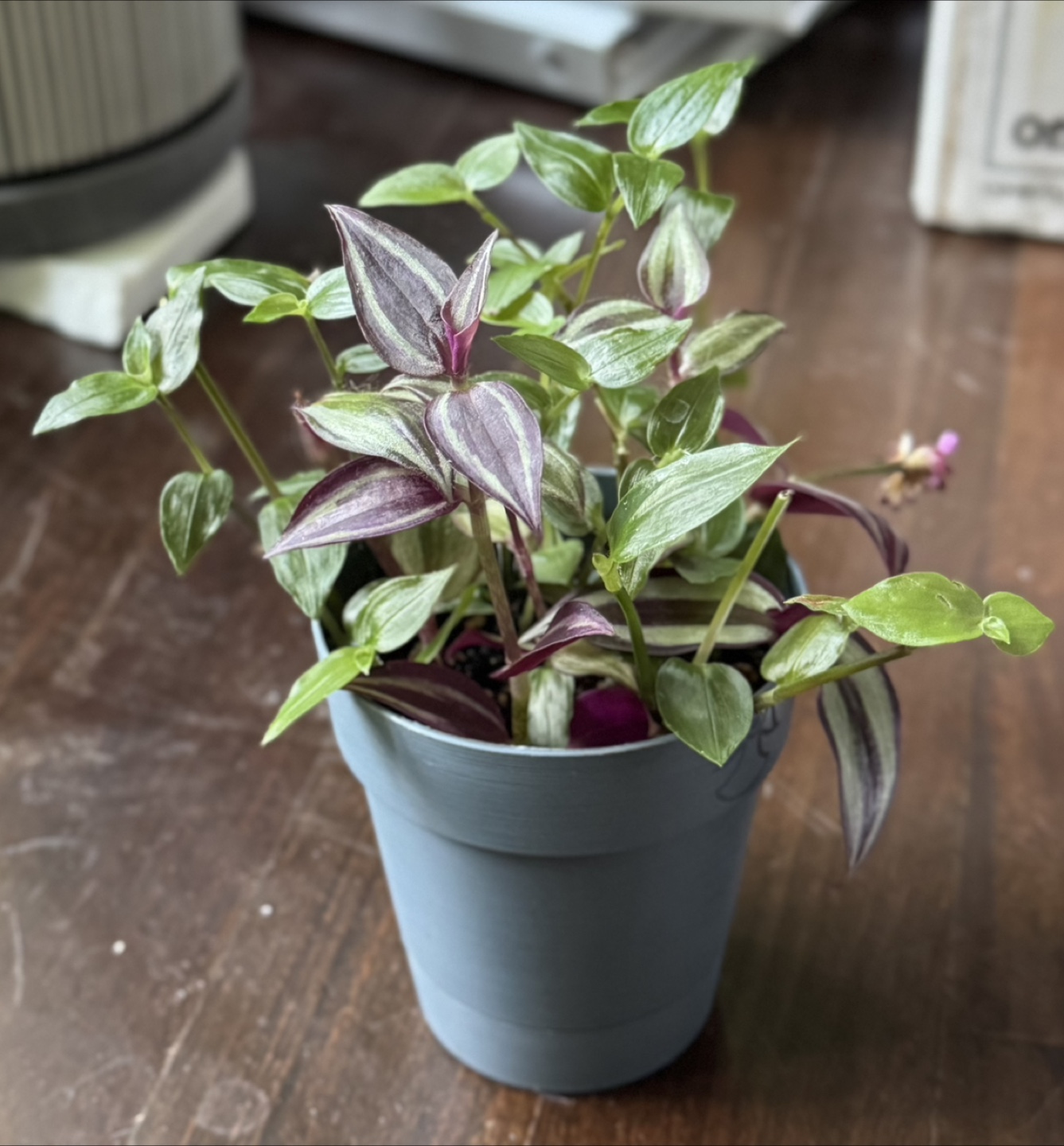 Tradescantia🥕