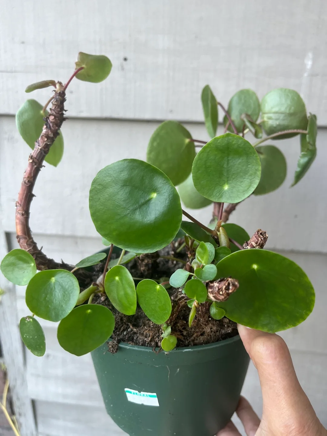 Pilea peperomioides (Chinese Money Plant) thumbnail