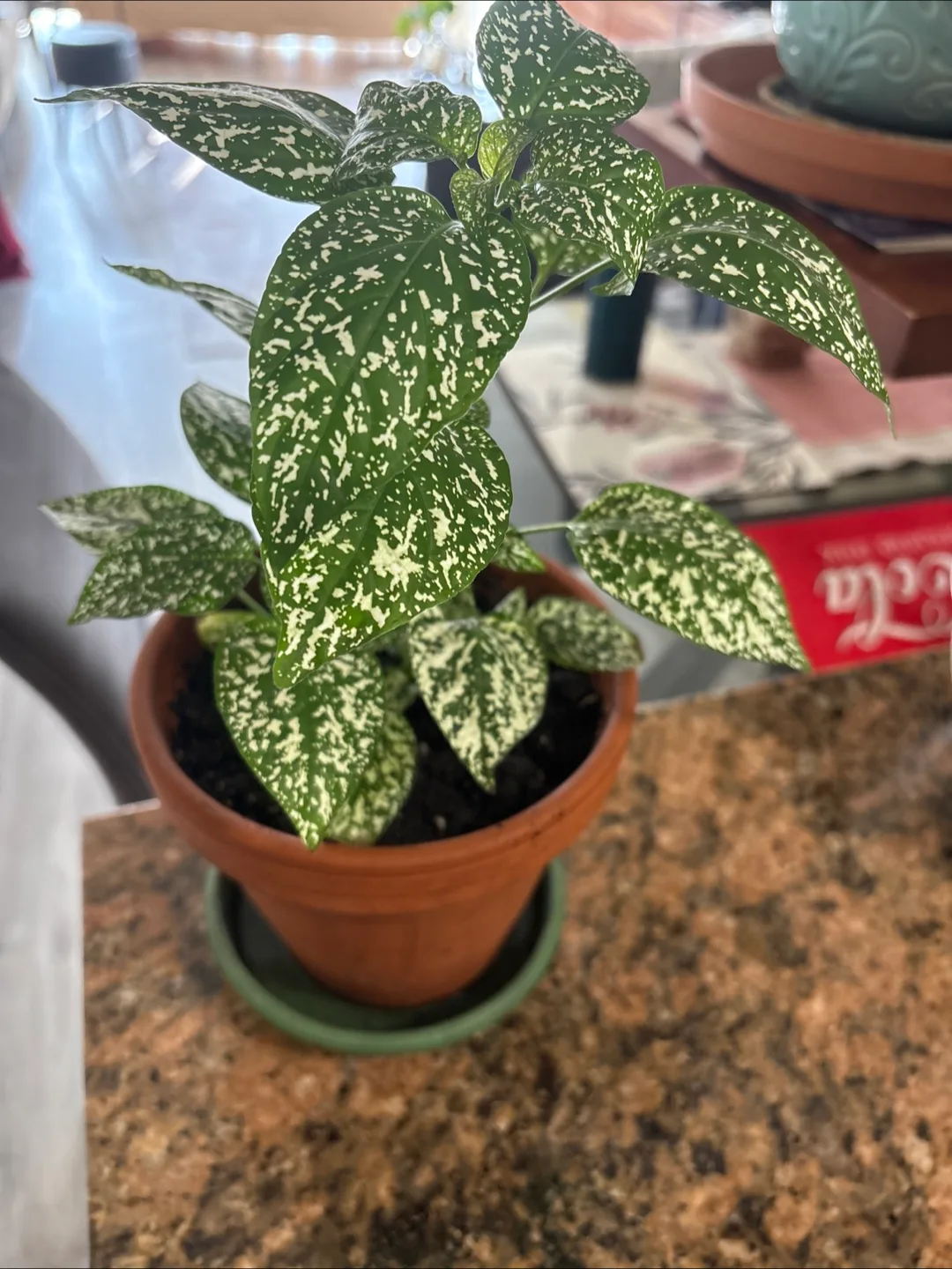 Plants beautiful thumbnail