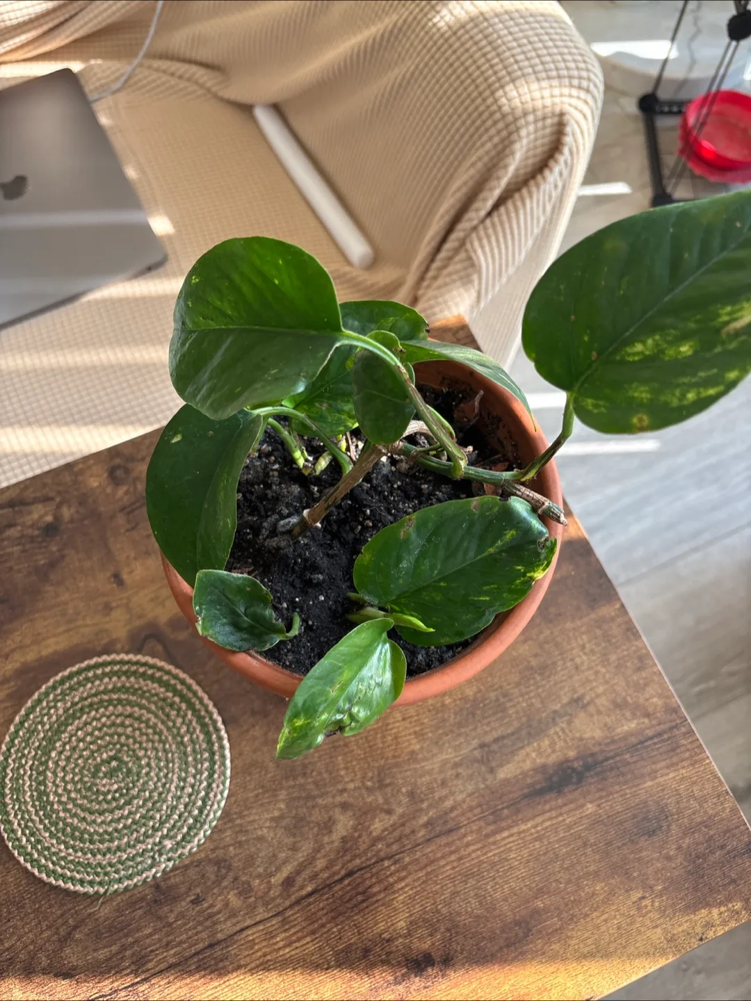 Potted Golden Pothos Plant thumbnail