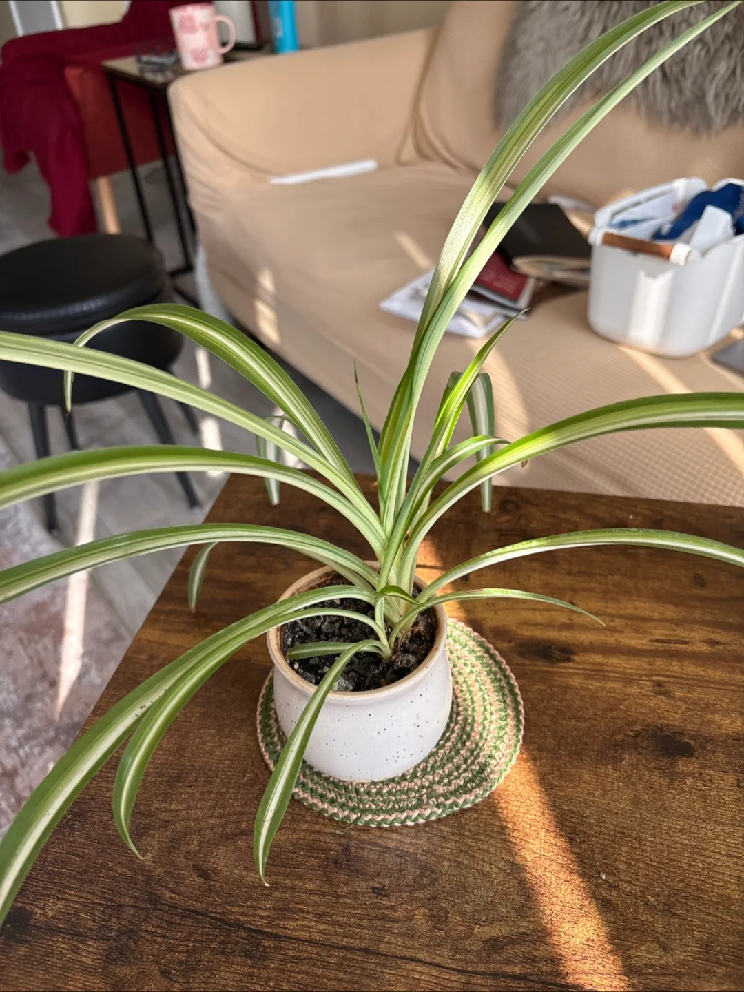 Spider Plant in Speckled White Pot thumbnail