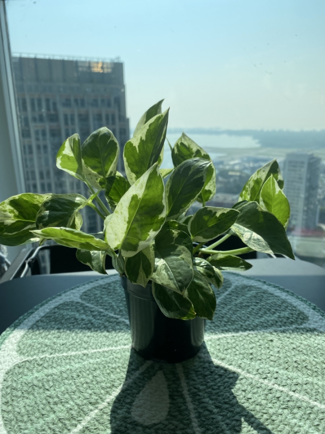 Pothos Pearls and Jade