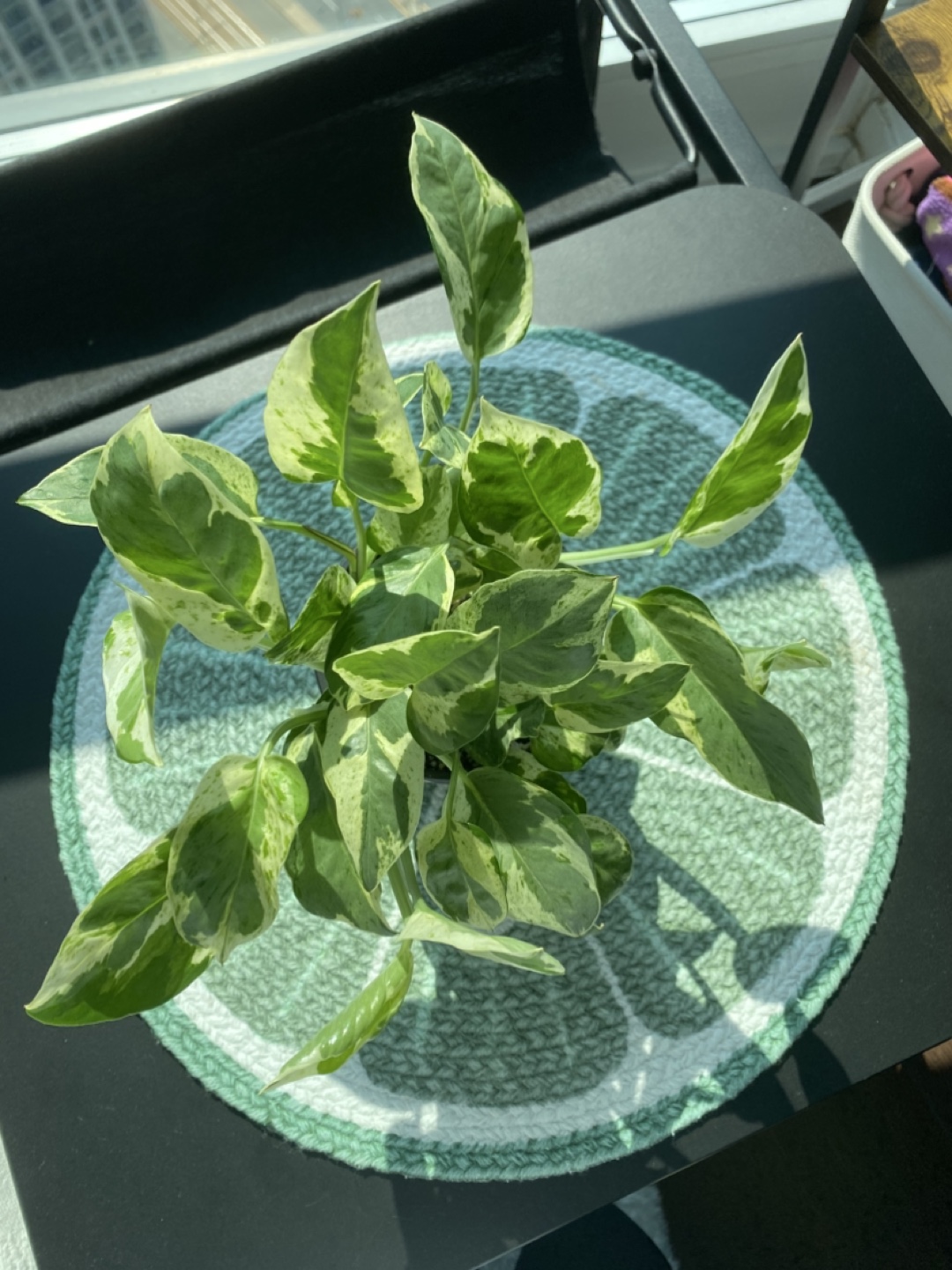Pothos Pearls and Jade - photo 2