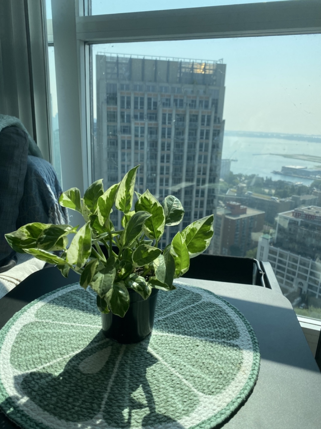 Pothos Pearls and Jade - photo 3