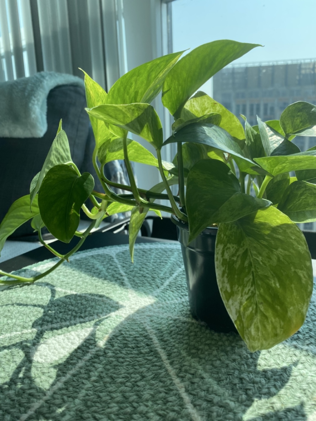 Pothos Plant trailing - photo 3