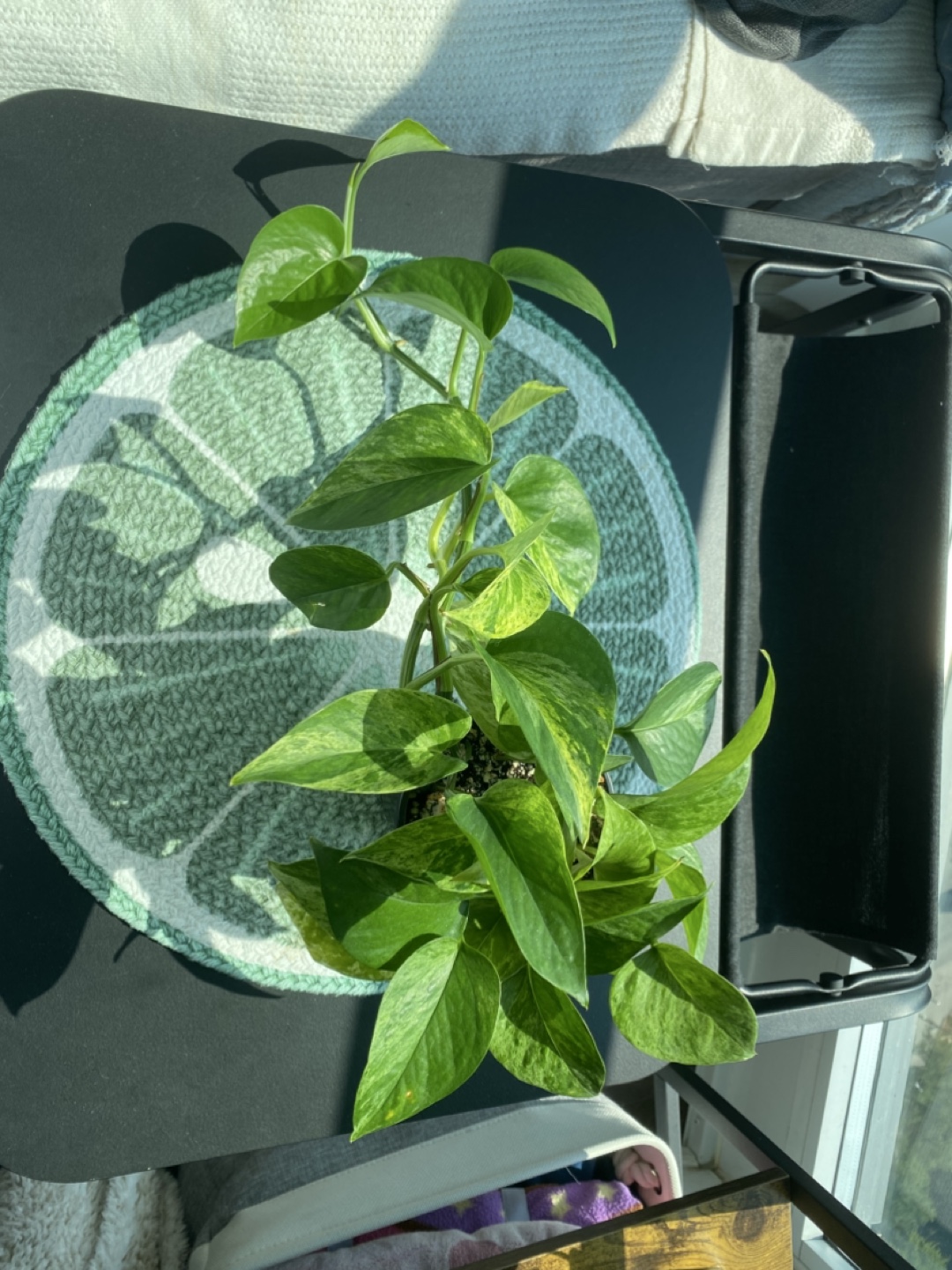 Pothos Plant trailing - photo 2