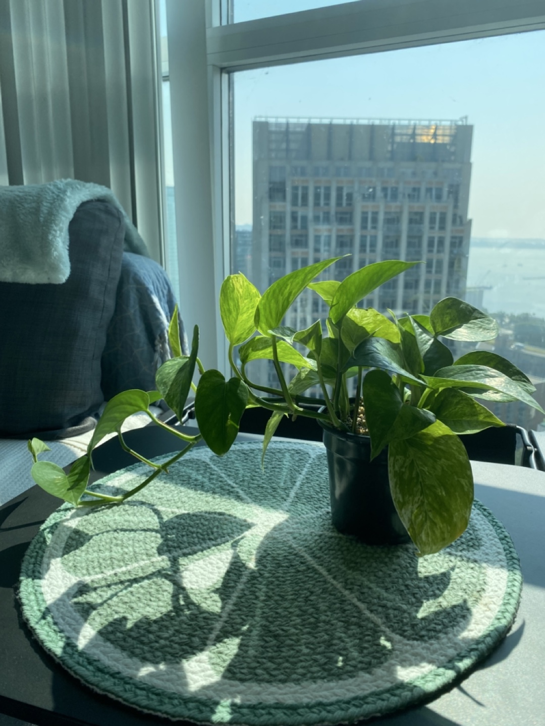 Pothos Plant trailing