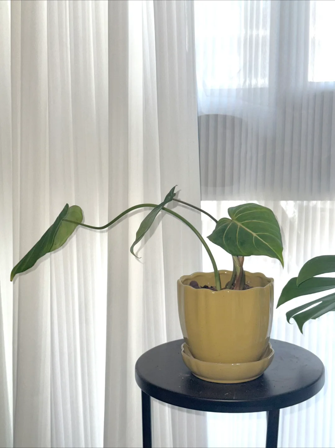 young philodendron gloriosum with ceramic pot thumbnail