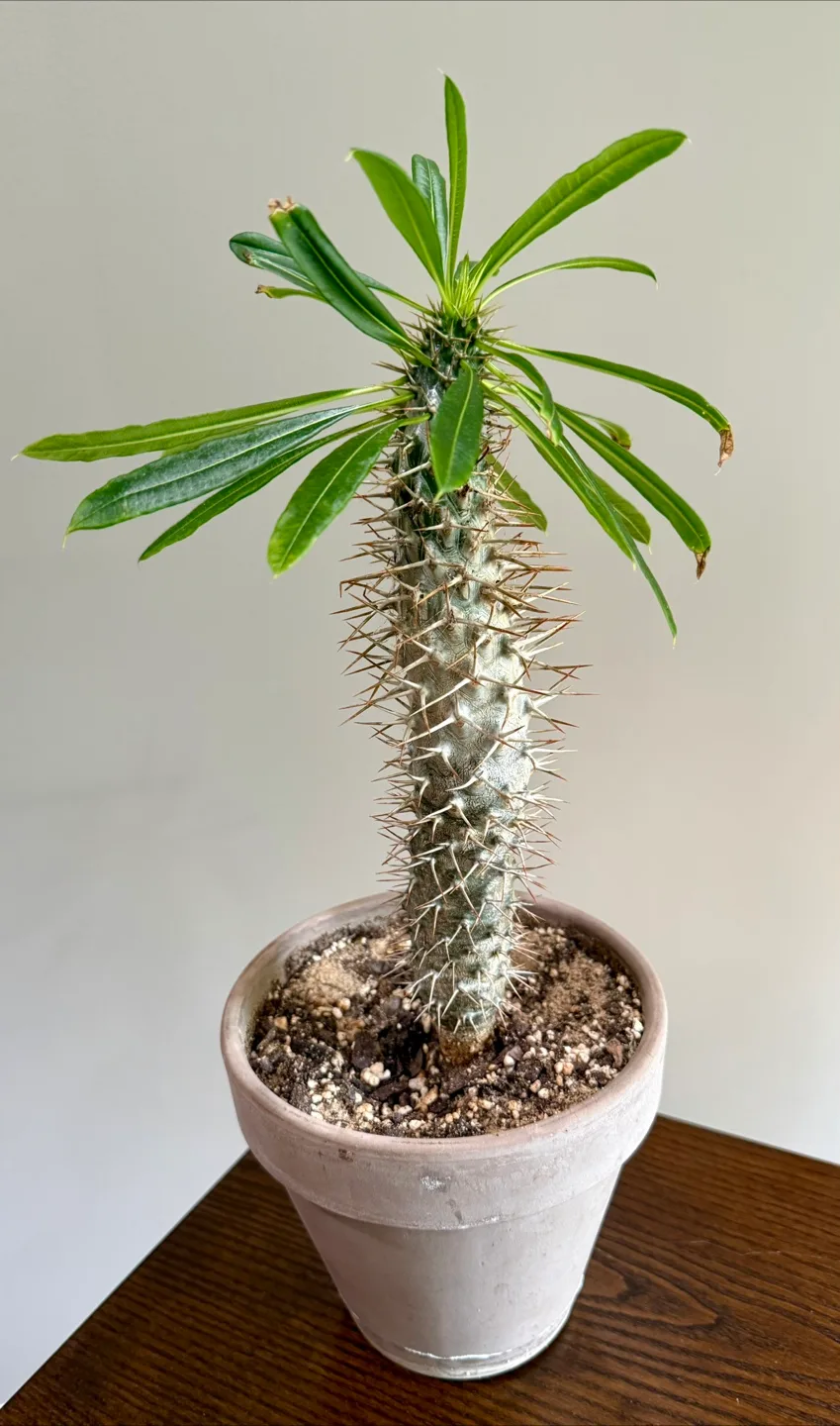 Madagascar Palm thumbnail