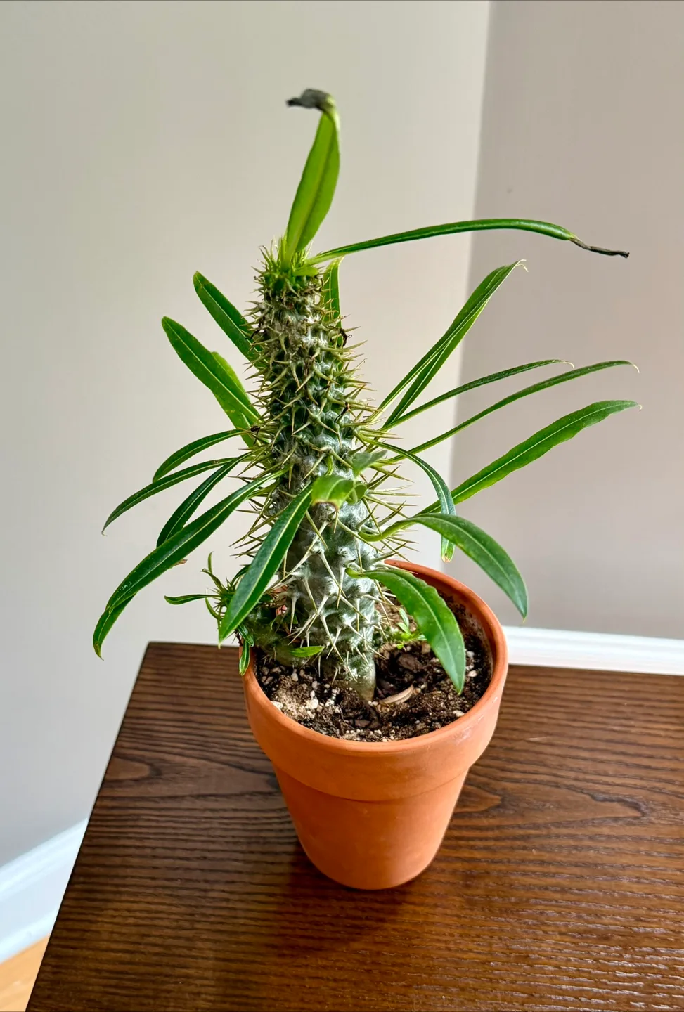8” Madagascar Palm thumbnail
