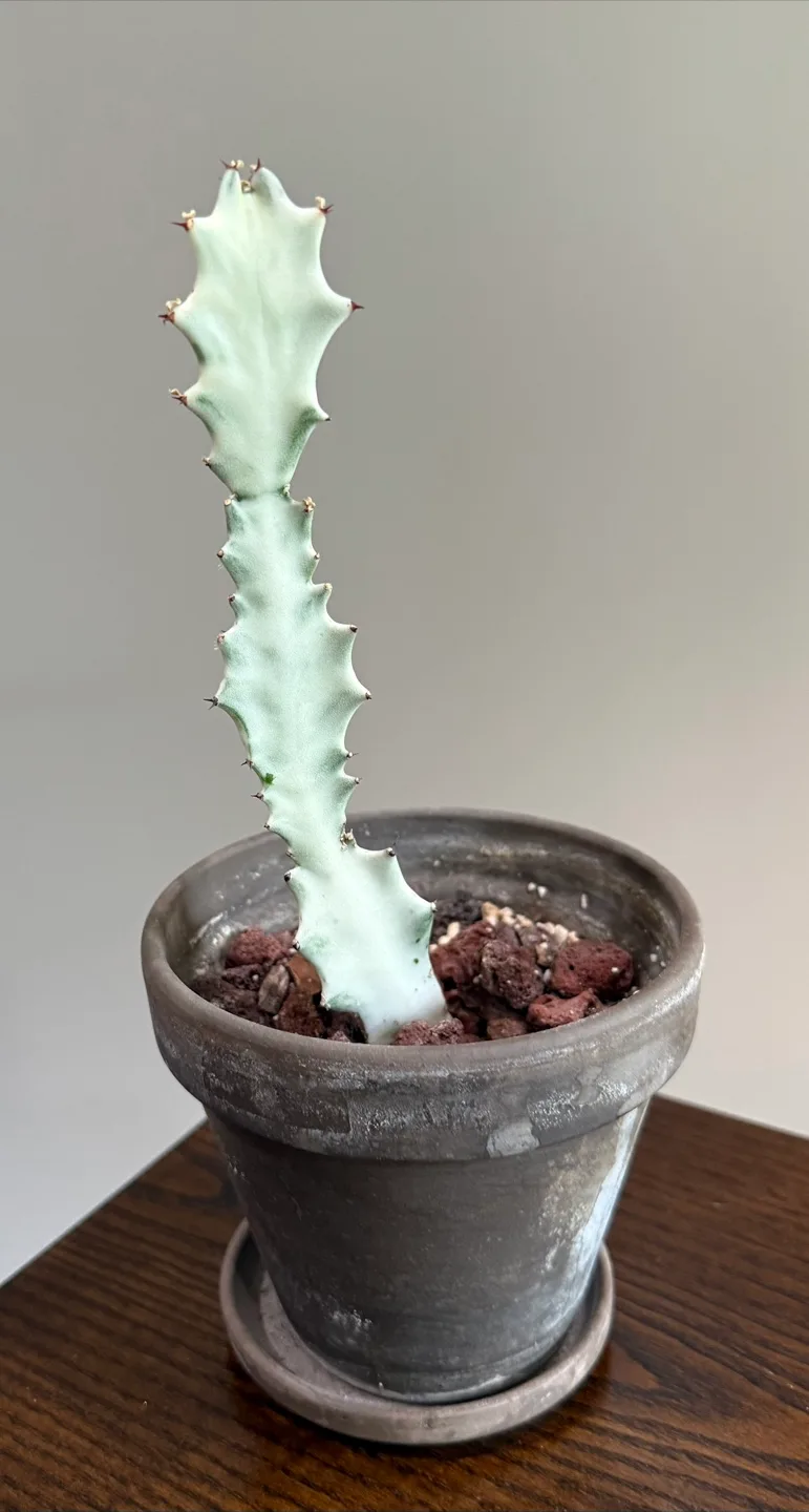 6.5 Ghost Cactus thumbnail