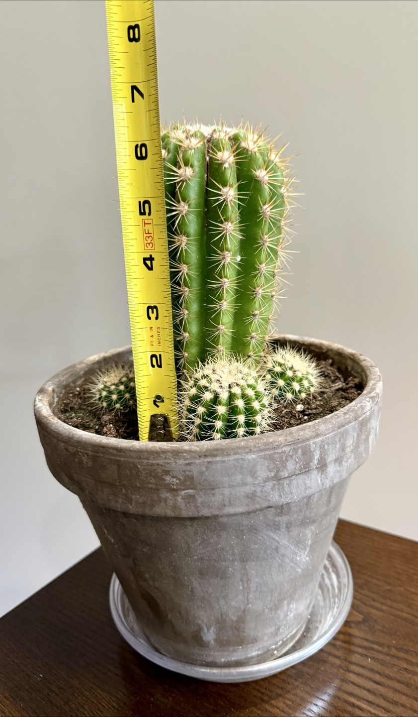 Saguaro cactus - photo 2