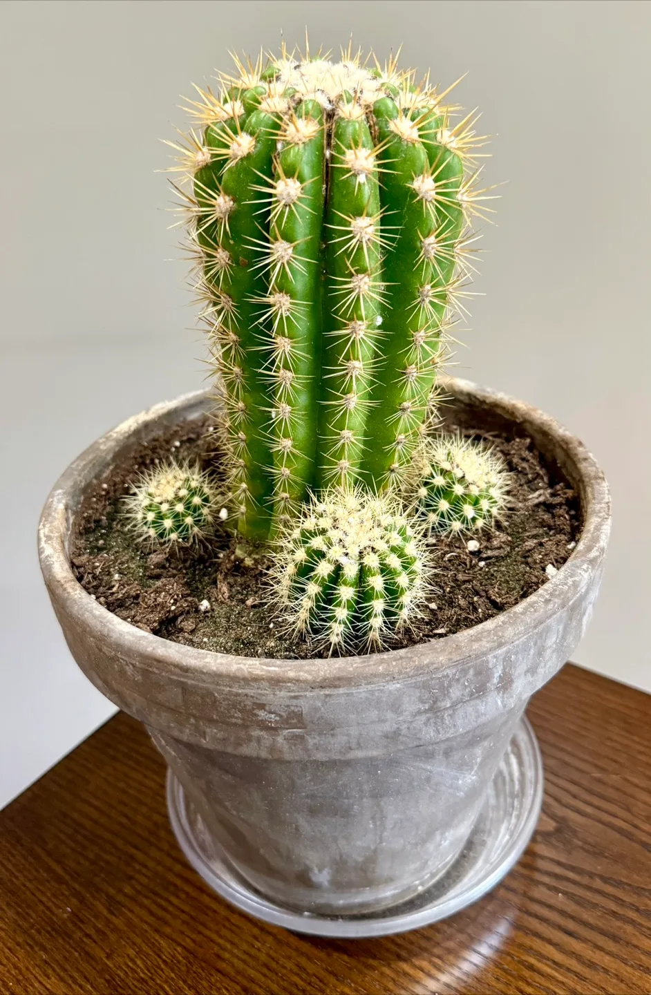 Saguaro cactus thumbnail