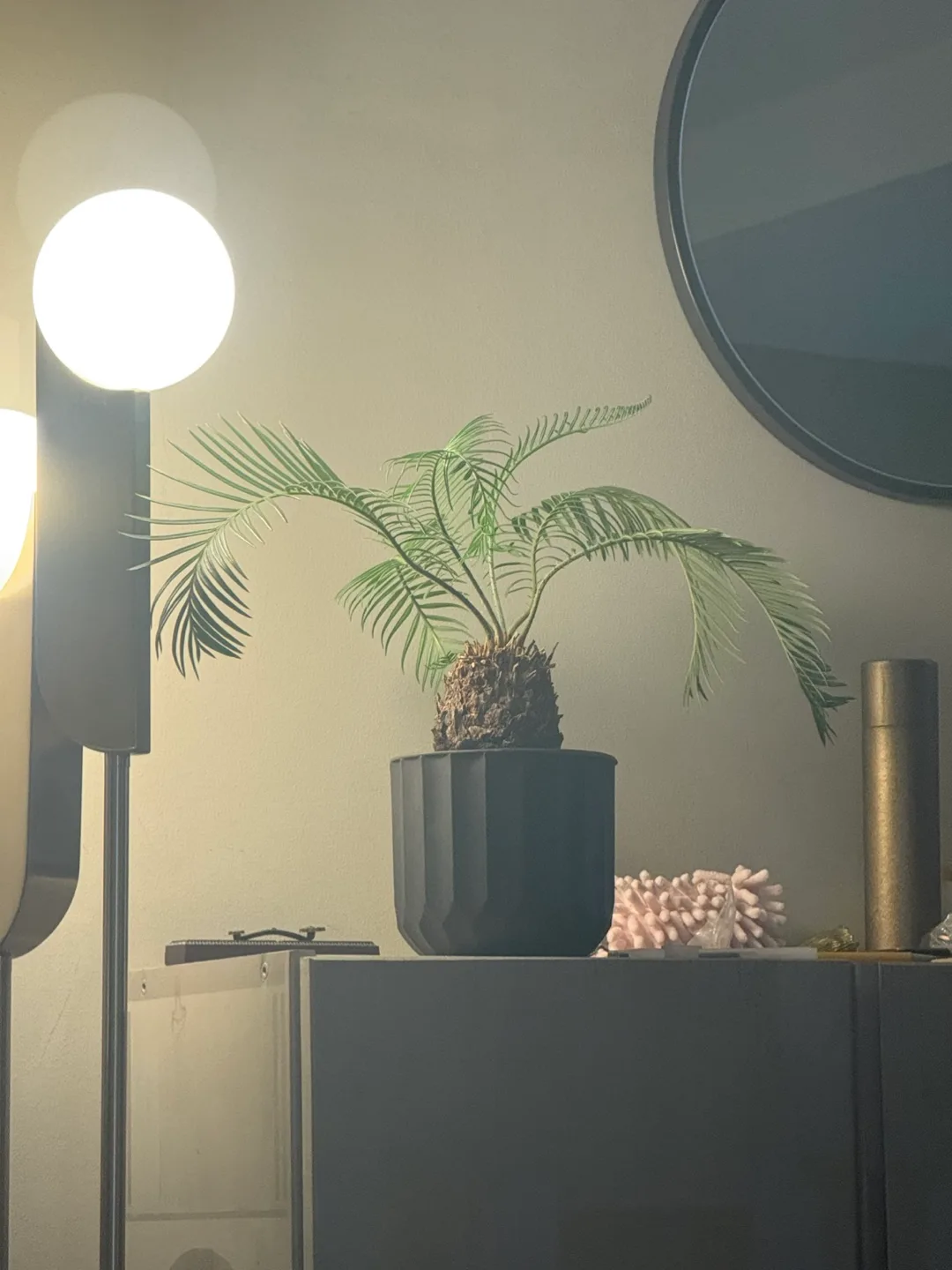 Stunning sago palm plant thumbnail