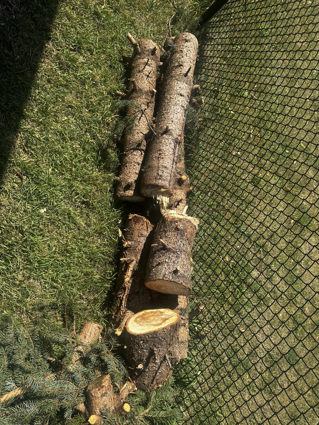 Free wood