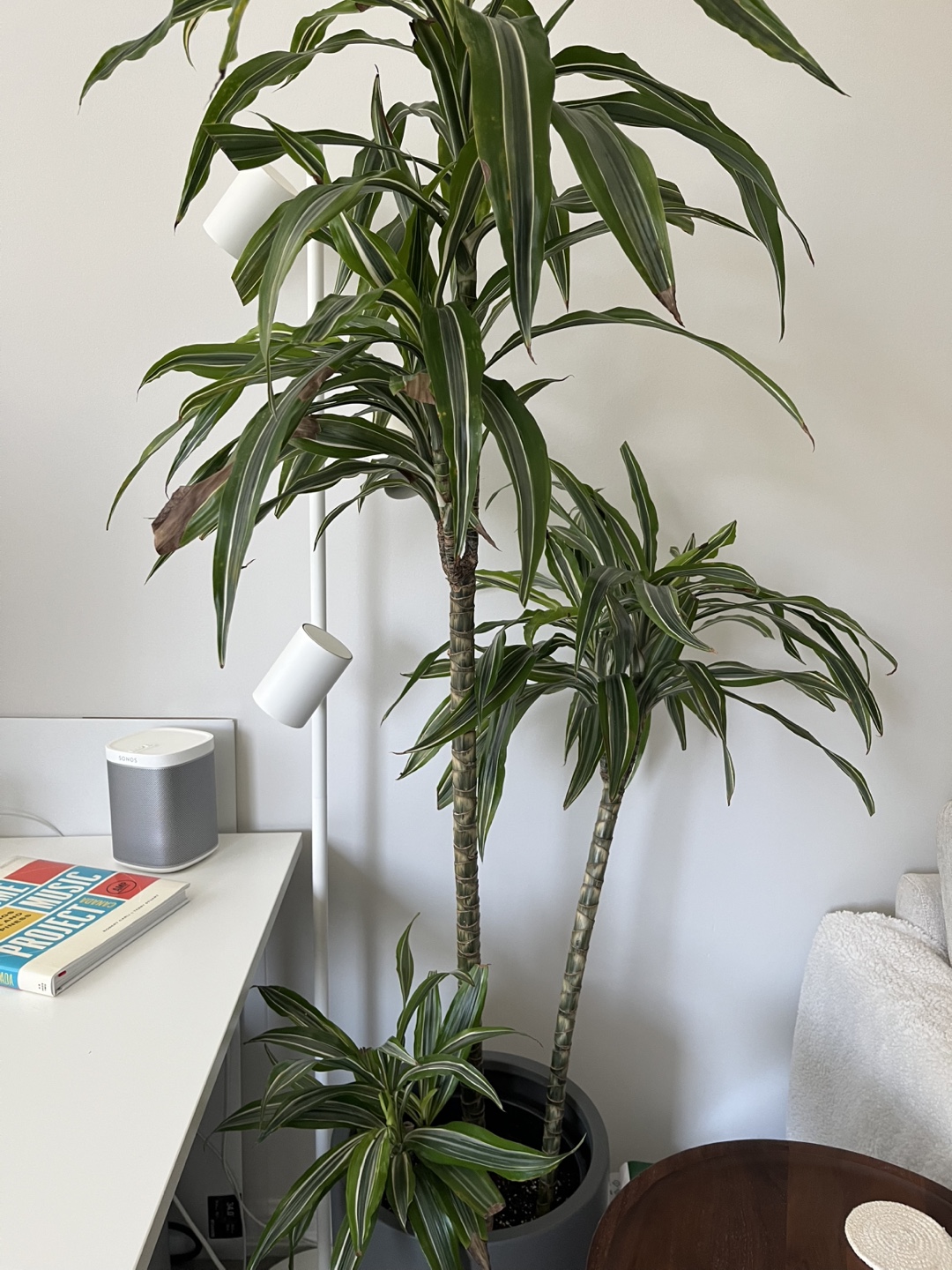 Dracaena plant
