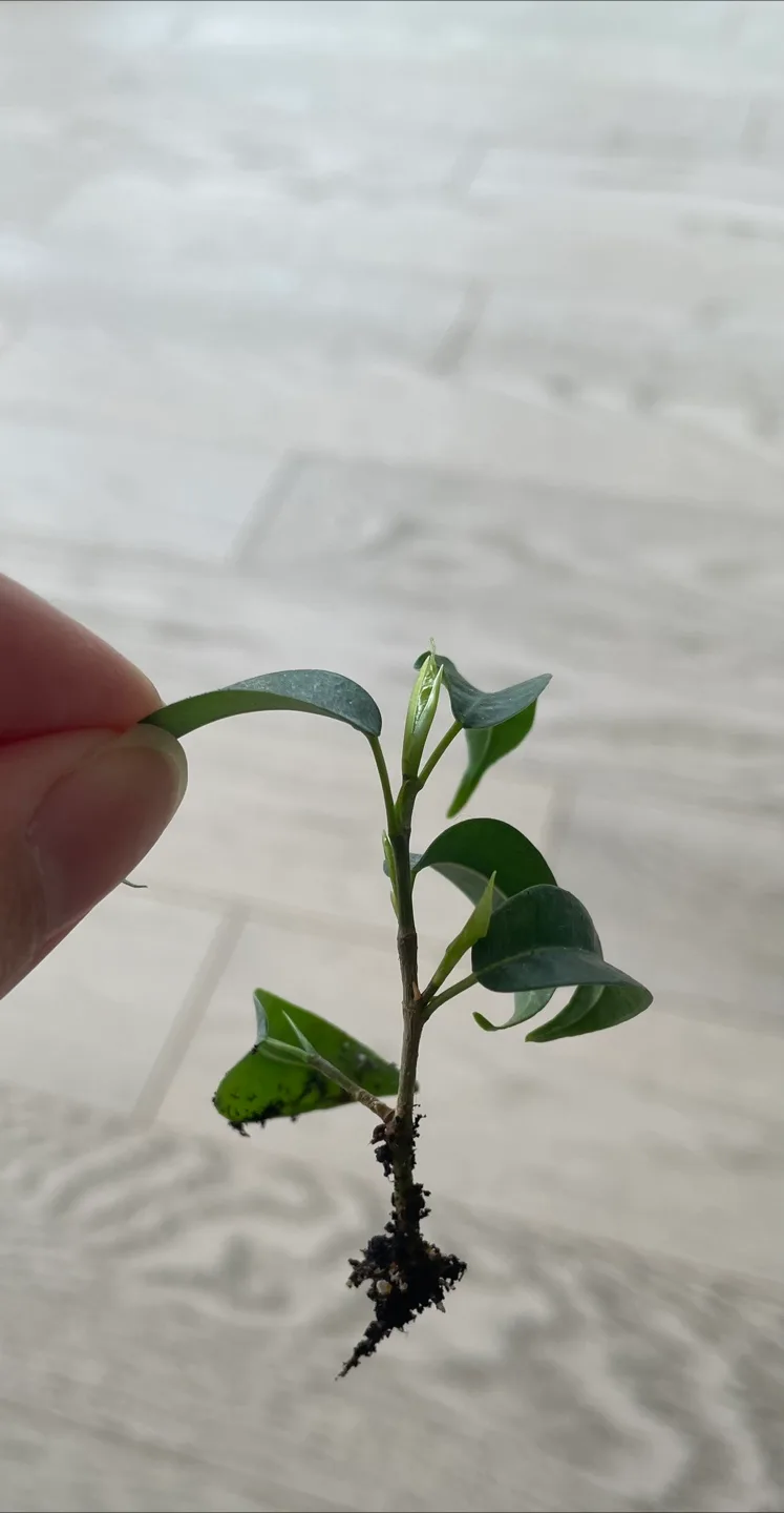 Rooted and unrooted ficus benjamina cuttings thumbnail