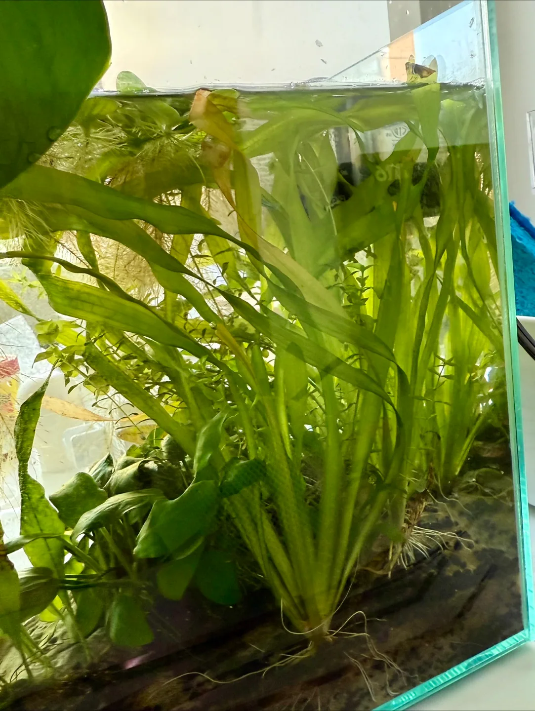 Aquarium Plants - 2 med-lg vallisneria, water lettuce thumbnail