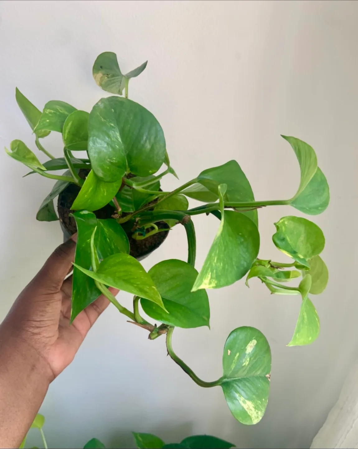 Potted Golden Pothos Plant thumbnail