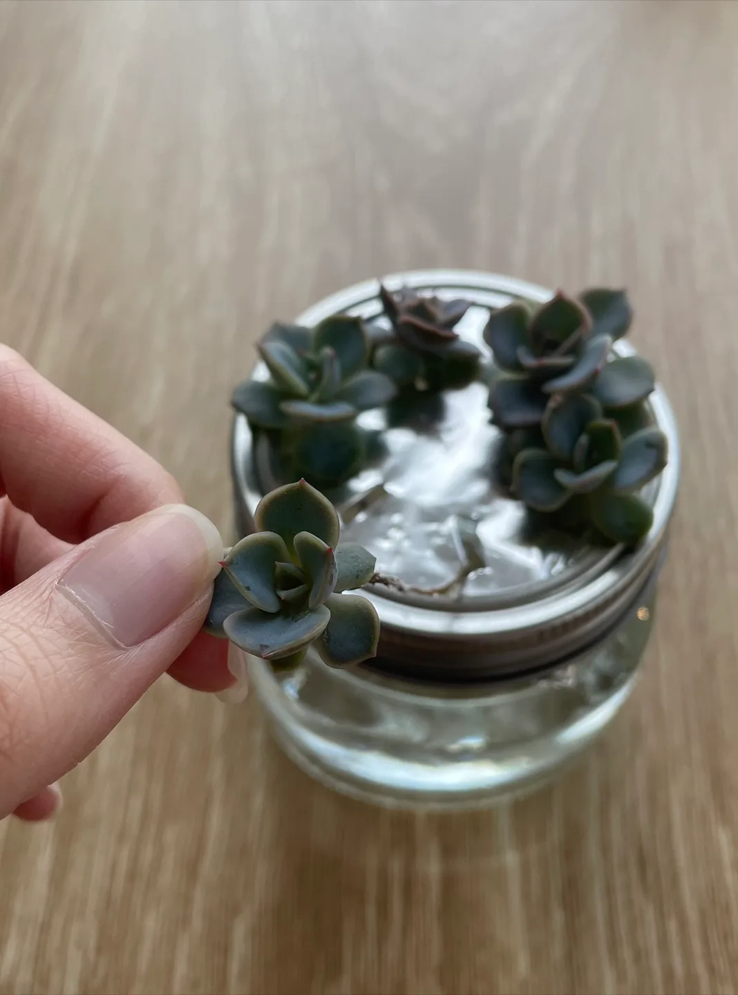 Rooted water succulent thumbnail
