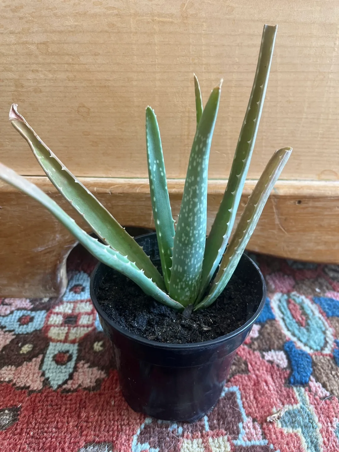 4” Organic Aloe Vera Plant thumbnail