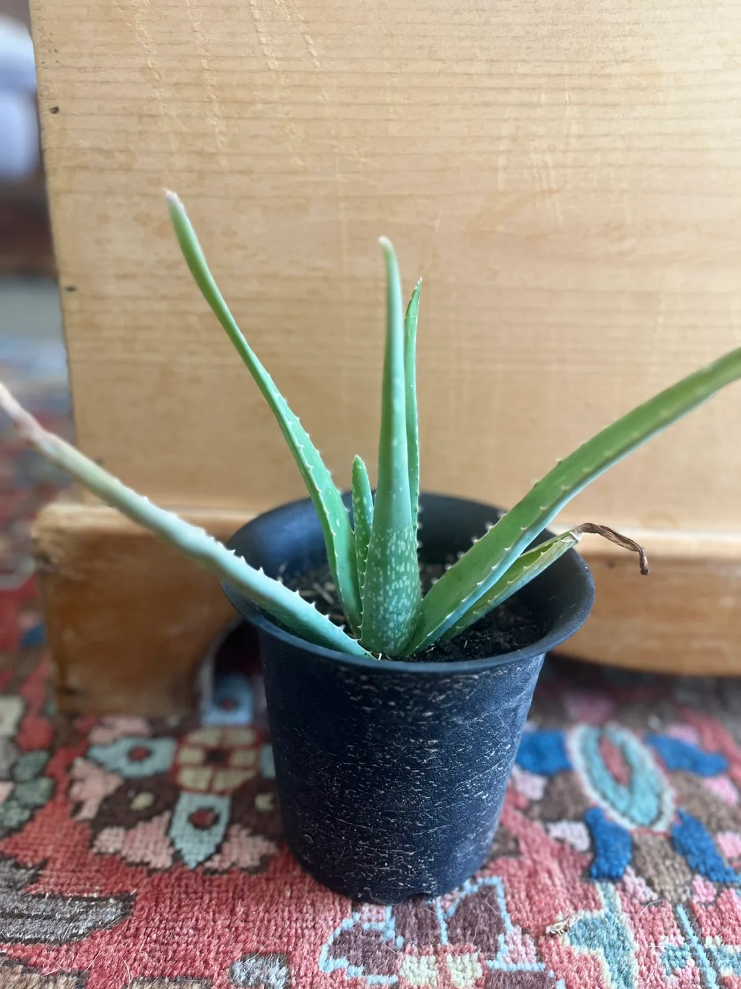 5.5” organic aloe plant thumbnail