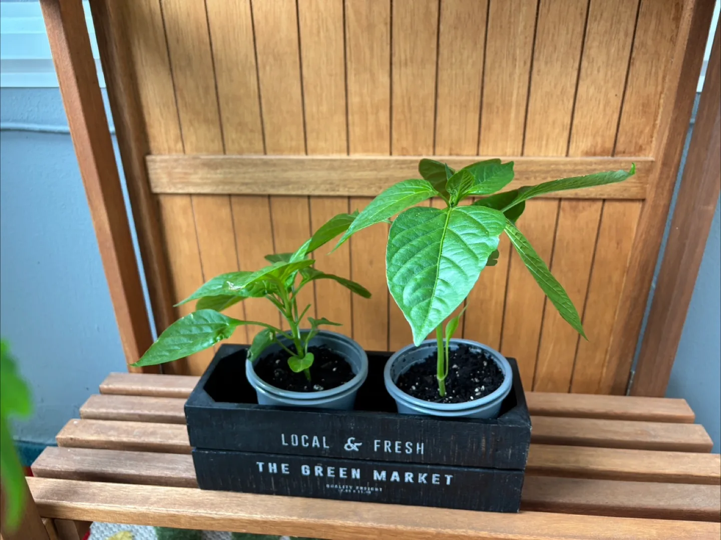 Organic Bell Pepper Seedlings thumbnail